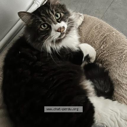 Photo 1/1 Oreo Chat lost in Nice