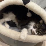 Picture of cat lost at Nice