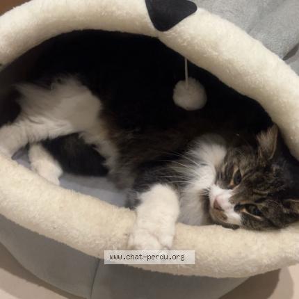 Photo 1/1 Oreo Chat lost in Nice