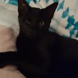 Picture of cat lost at Rioux Le Gue D Allere