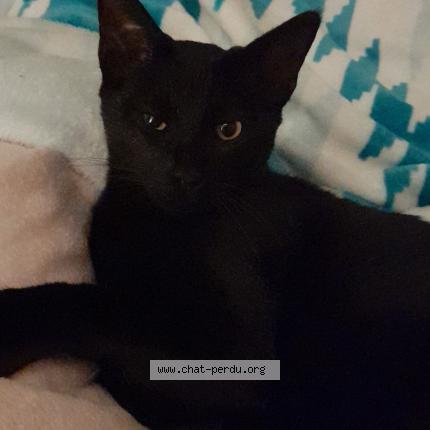 Photo 1/1 Thal&egrave;s Chat lost in Rioux le gue d allere