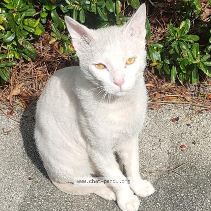 Photo 1/4 Found cat Found in Montpellier
