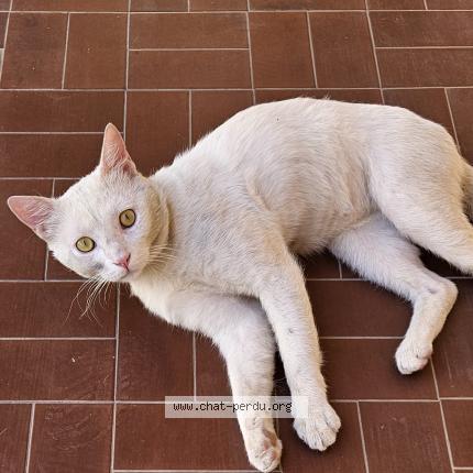 Photo 2/4 Found cat Found in Montpellier