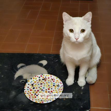 Photo 3/4 Found cat Found in Montpellier