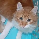 Picture of cat lost at Saint Genis Des Fontaines