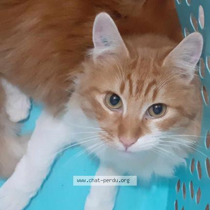 Photo 1/1 Pitouch Chat lost in Saint genis des fontaines