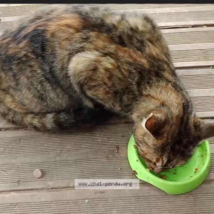 Photo 1/1 Pitchounette Chat lost in Pignans