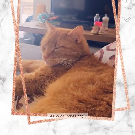 Foto van vermiste kat in Auffe