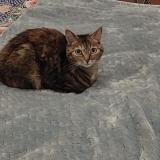 Picture of cat lost at Forest