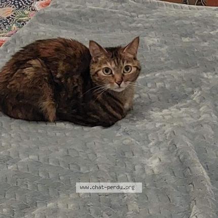 Photo 1/1 Poupée Chat lost in Forest