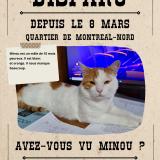 Picture of cat lost at Montreal Nord