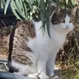 Picture of cat lost at Bastia