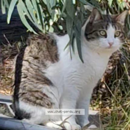Photo 1/1 Zoé Chat lost in Bastia