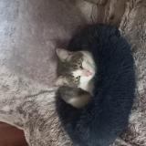 Picture of cat lost at Maubeuge