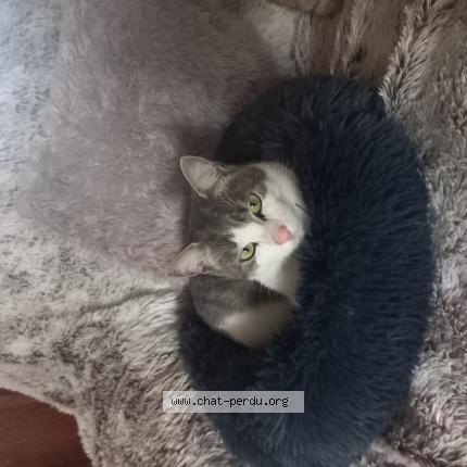 Photo 1/1 Martine Bandet Chat lost in Maubeuge