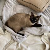 Picture of cat lost at Oloron Sainte Marie