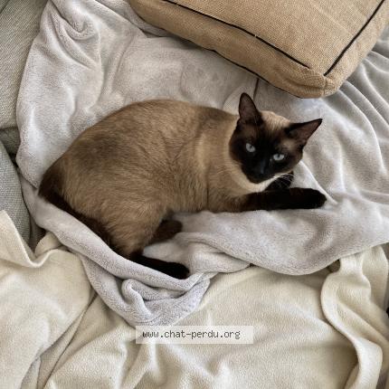 Photo 1/1 Juliette Chat lost in Oloron sainte marie