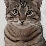 Picture of cat lost at Bordeaux