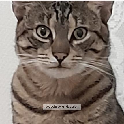 Photo 1/1 Mio Chat lost in Bordeaux