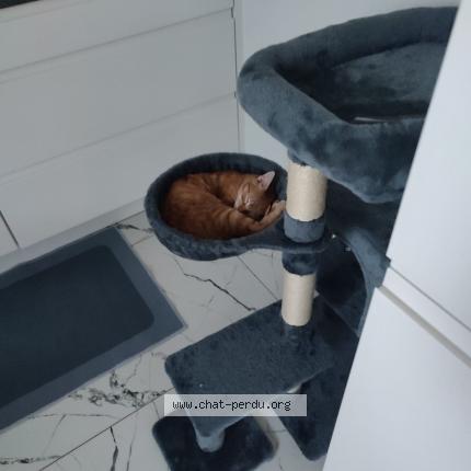 Foto 1/1 Kat teruggevonden Vermist in Geer