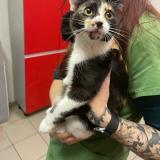 Picture of cat found at Colomiers