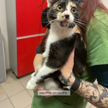 Photo 1/1 Cat reunited Found in Colomiers