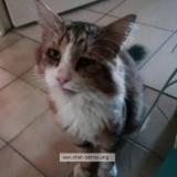 Picture of cat lost at Marseille