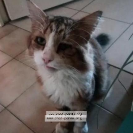 Photo 1/1 Piko Chat lost in Marseille