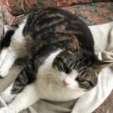 Picture of cat lost at Monts