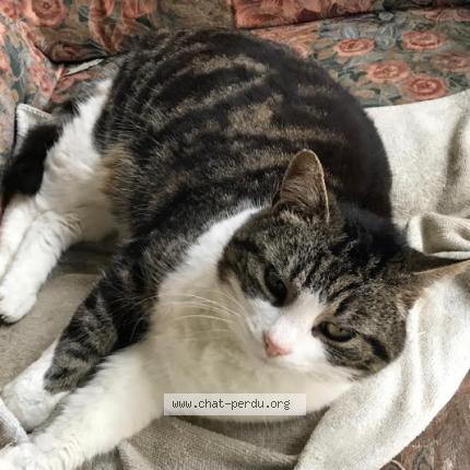 Photo 1/1 Chouquette Chat lost in Monts