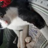 Picture of cat lost at Ayat Sur Sioule