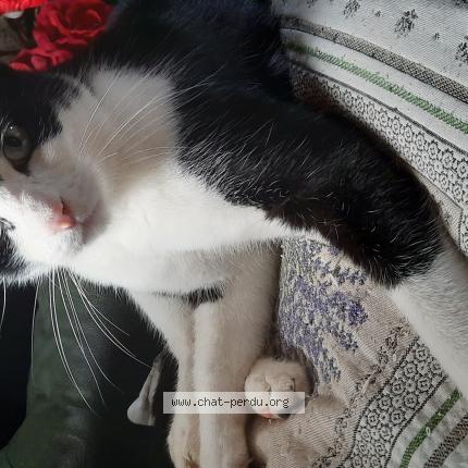 Photo 1/1 Nounours Chat lost in Ayat sur sioule