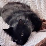 Picture of cat lost at Jonquiere