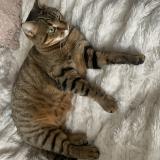 Picture of cat lost at Amboise