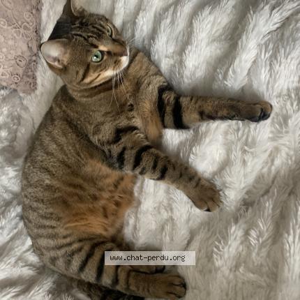 Photo 1/1 Minette Mimine Chat lost in Amboise