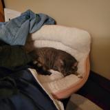 Picture of cat lost at Rigaud