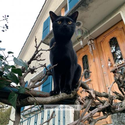Foto di gatto smarrito a Petit Lancy Ge