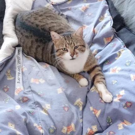 Photo 1/2 Chouchou Chat lost in St cezaire sur siagne