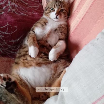 Photo 2/2 Chouchou Chat lost in St cezaire sur siagne