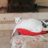 Picture of cat lost at St Cezaire Sur Siagne