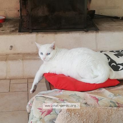 Photo 1/1 Alaska Chat lost in St cezaire sur siagne