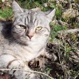 Picture of cat lost at Saint Meloir Des Ondes