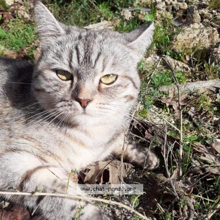 Photo 1/2 Patasse Chat lost in Saint meloir des ondes