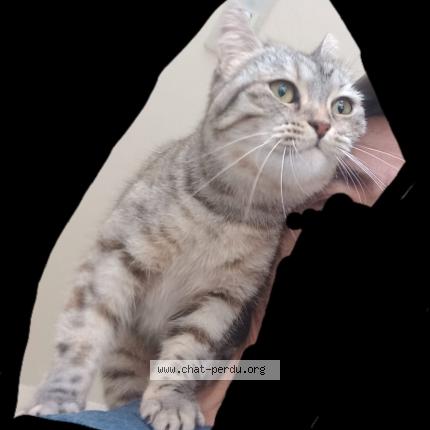 Photo 2/2 Patasse Chat lost in Saint meloir des ondes