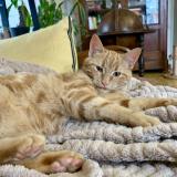 Picture of cat lost at Montret