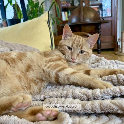 Photo 1/1 Jack Jack Chat lost in Montret