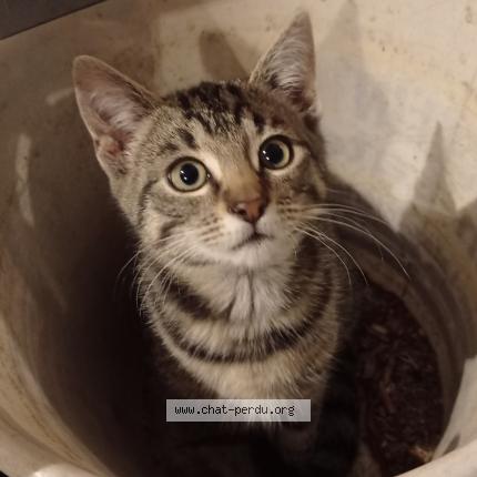 Foto van vermiste kat in Grandmetz