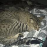 Picture of cat lost at Ventanilla Alta