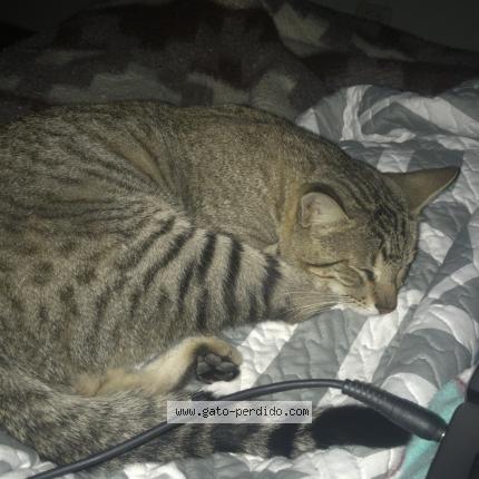 Photo 1/1 Bennie Chat lost in Ventanilla alta