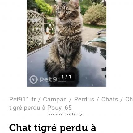 Photo 1/1 Samy Chat lost in Sainte marie de campan